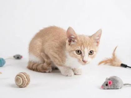 A baby small-sized female Domestic Short Hair cat named Autumn for adoption in Cumming, GA