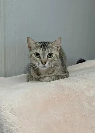 A young small-sized female Domestic Short Hair cat named Mary for adoption in Brunswick, GA