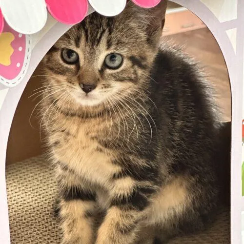 A baby small-sized male Tabby (Gray / Blue / Silver) Domestic Short Hair cat named Nachos Bellgrande for adoption in Canal Winchester, OH