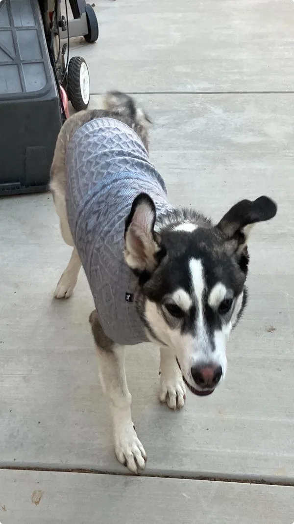 A young medium-sized male Siberian Husky dog named Rocky for adoption in Escondido, CA