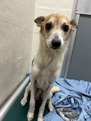 An adult small-sized male Parson Russell Terrier dog named A Chip for adoption in North Charleston, SC
