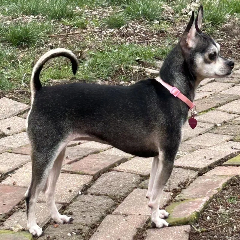 An adult small-sized female Yellow / Tan / Blond / Fawn Chihuahua dog named Luna for adoption in Kokomo, IN