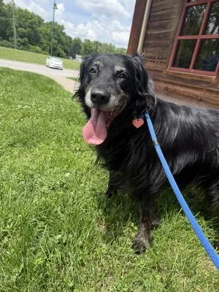 A senior large-sized female Flat-Coated Retriever dog named Megan for adoption in Independence, MO