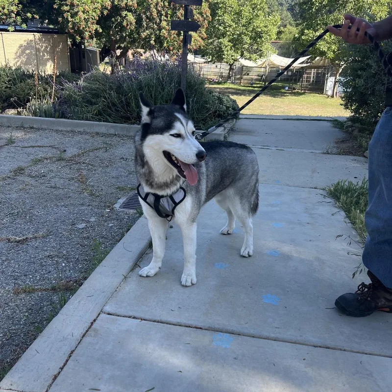 An adult large-sized male Gray / Blue / Silver Siberian Husky dog named Chase for adoption in Ojai, CA