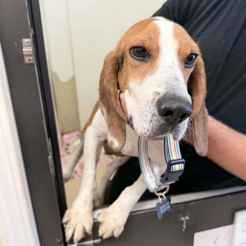 An adult medium-sized male Brown / Chocolate Beagle dog named Balto  Chjino Hills for adoption in Chino Hills, CA