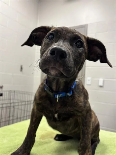 A baby small-sized female Labrador Retriever dog named Oogie Boogie for adoption in Indianapolis, IN