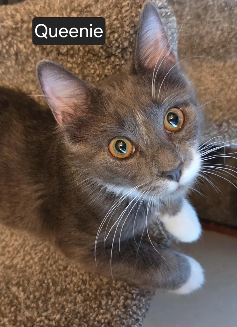 A baby medium-sized female Domestic Medium Hair cat named Queenie for adoption in Green Brook, NJ