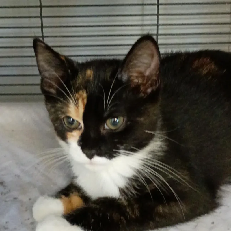 A baby small-sized female Calico Domestic Short Hair cat named Marzipan for adoption in Muncie, IN