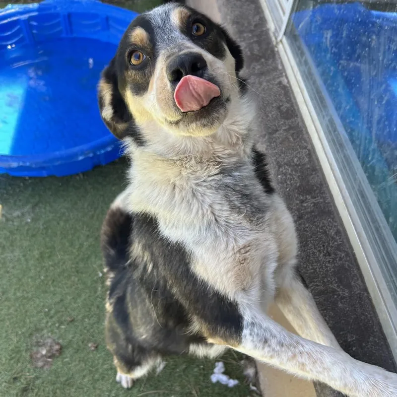 A young medium-sized female Black Australian Cattle Dog / Blue Heeler dog named Bluey Butler Campus for adoption in Flagstaff, AZ