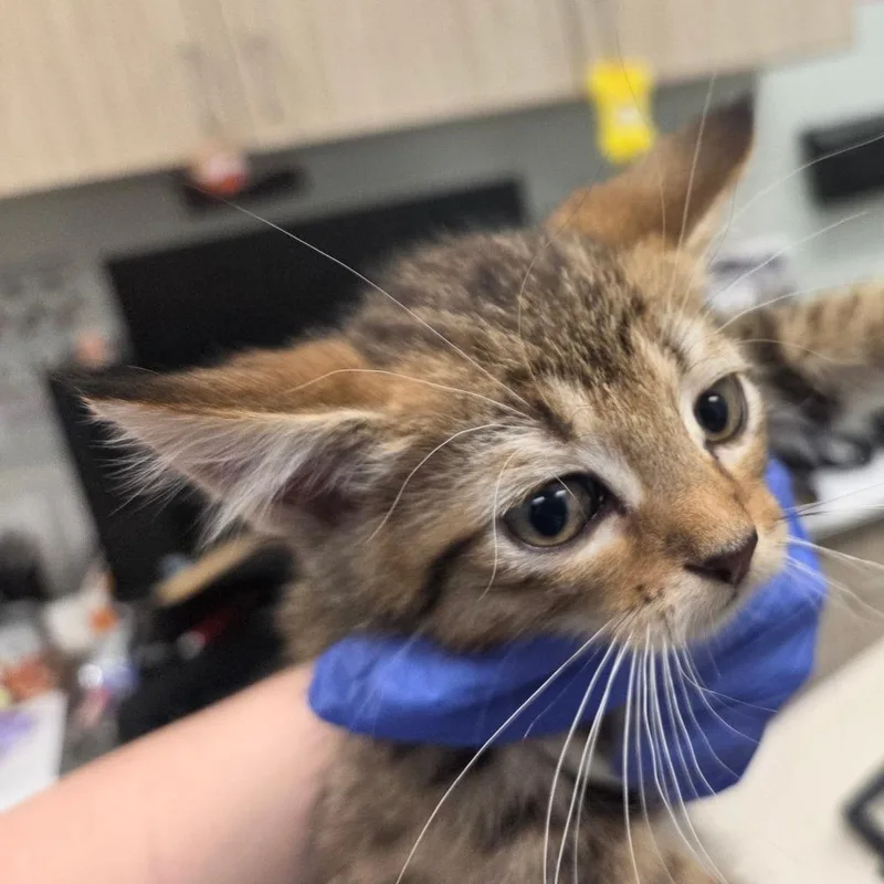 A baby small-sized male Torbie Domestic Short Hair cat named Doc for adoption in Chattanooga, TN