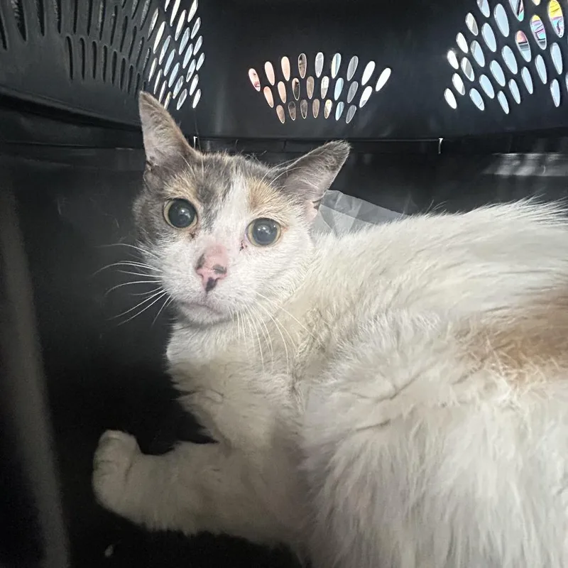 A young small-sized female Calico Domestic Short Hair cat named Fiona for adoption in Newark, NJ