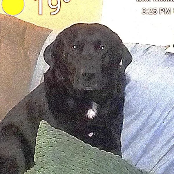 An adult large-sized male Labrador Retriever dog named Mr. Wizard for adoption in Des Moines, IA