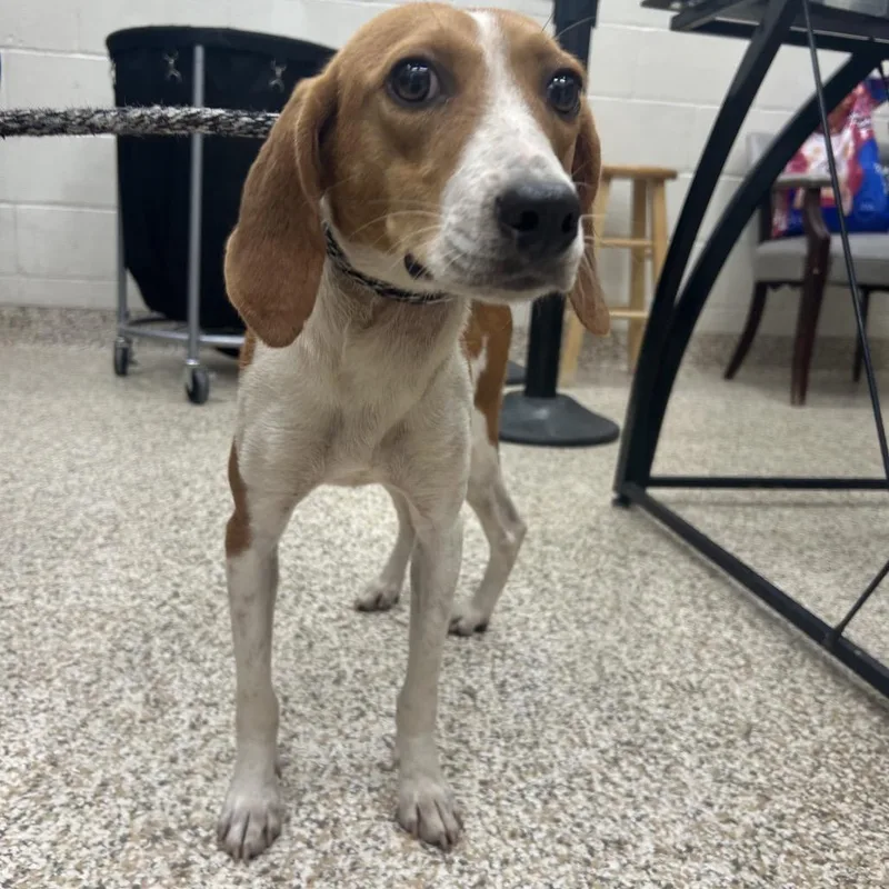 An adult small-sized female Black Mixed Breed dog named Little Ann for adoption in Auburn, AL