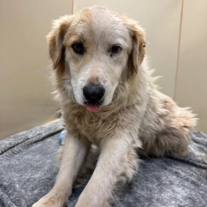 An adult medium-sized female White / Cream Great Pyrenees dog named Halo for adoption in Flagstaff, AZ