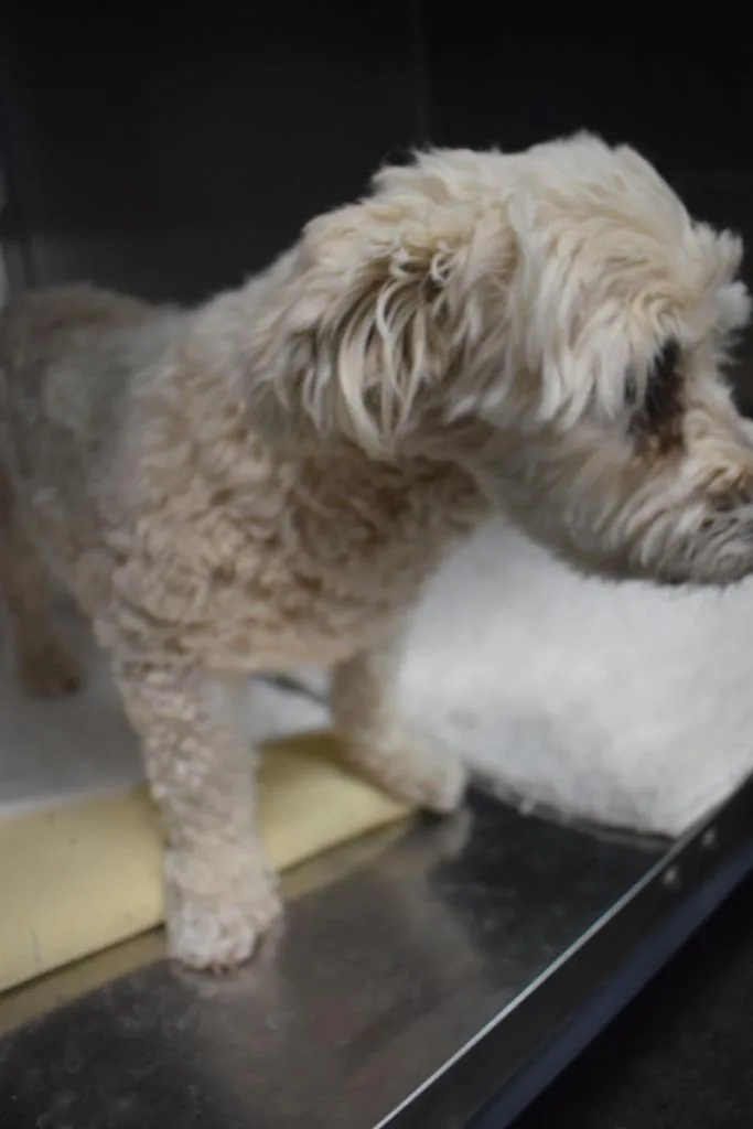 A senior medium-sized female Poodle dog named Sunny for adoption in Pahrump, NV
