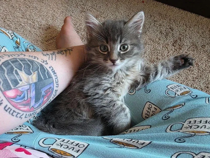 A baby small-sized male Gray / Blue / Silver Domestic Medium Hair cat named Ruffnut for adoption in Vancouver, WA