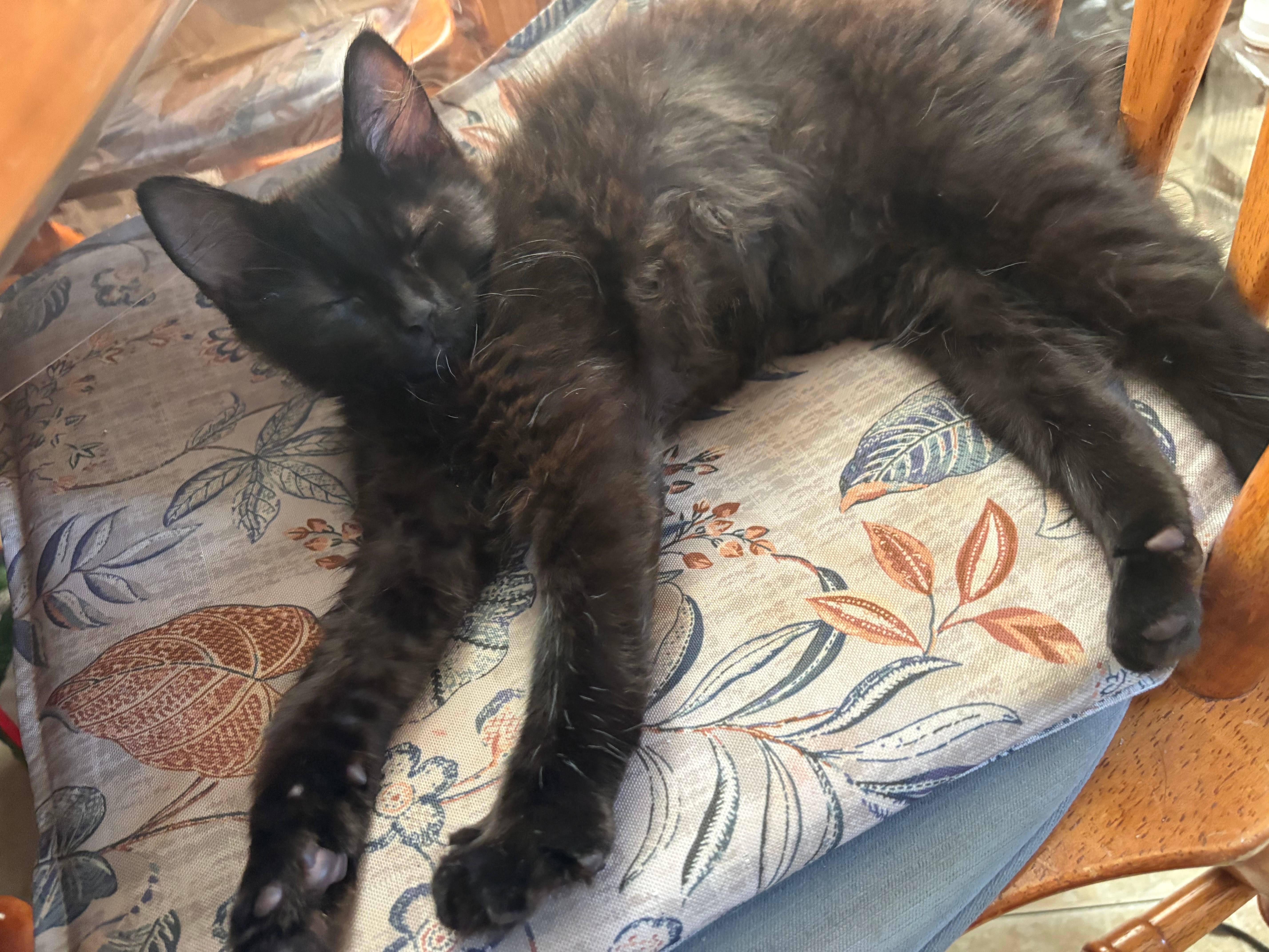 A baby medium-sized male Domestic Short Hair cat named Willow for adoption in Melrose, MA