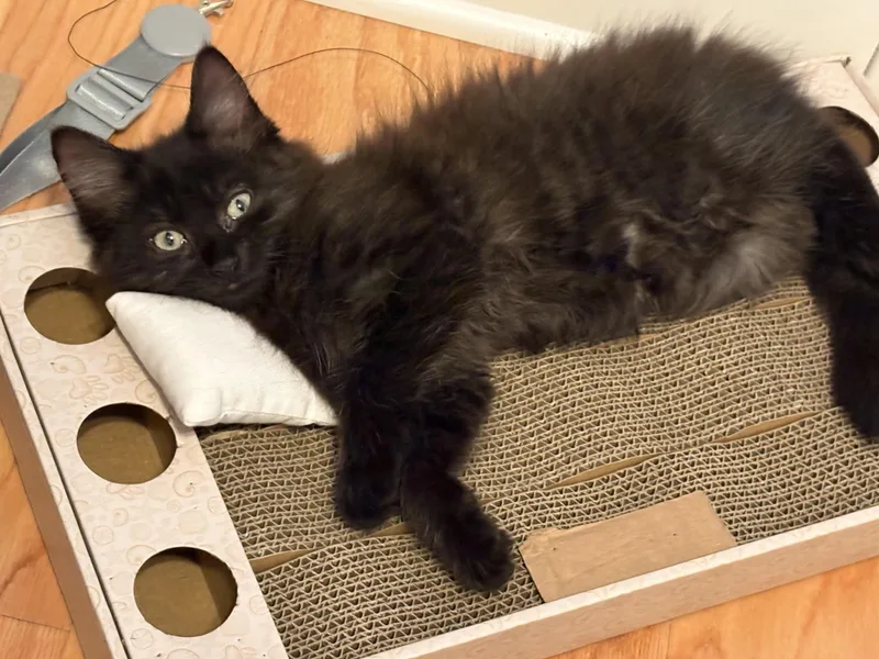 Willow thumbnail 4