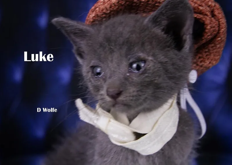 A baby medium-sized male Gray / Blue / Silver Domestic Short Hair cat named Luke for adoption in York, NE
