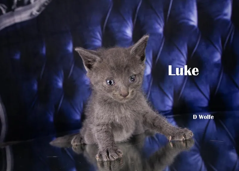 Luke thumbnail 2