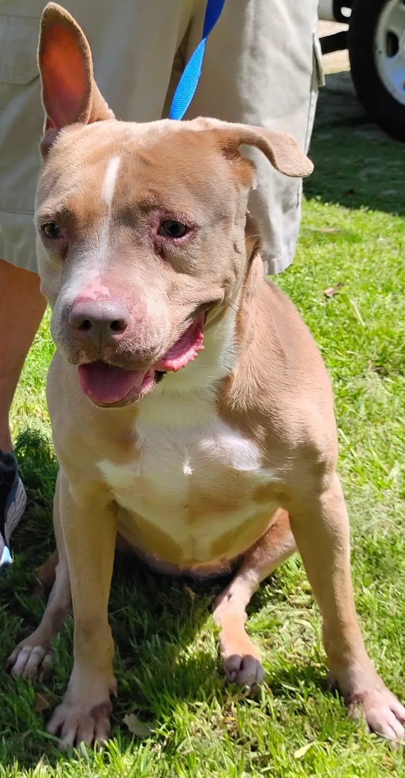 A senior medium-sized female Yellow / Tan / Blond / Fawn Pit Bull Terrier dog named Sensi for adoption in Zuni, VA