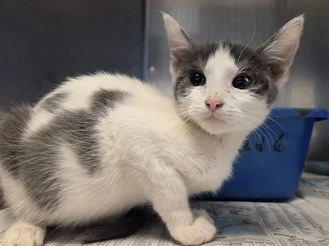 A baby small-sized female Domestic Short Hair cat named Yoga for adoption in Martinez, CA