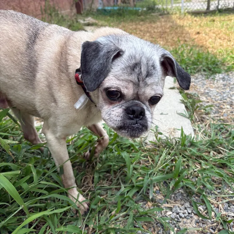 A senior small-sized male Yellow / Tan / Blond / Fawn Mixed Breed dog named Bentley for adoption in Fredericksburg, VA