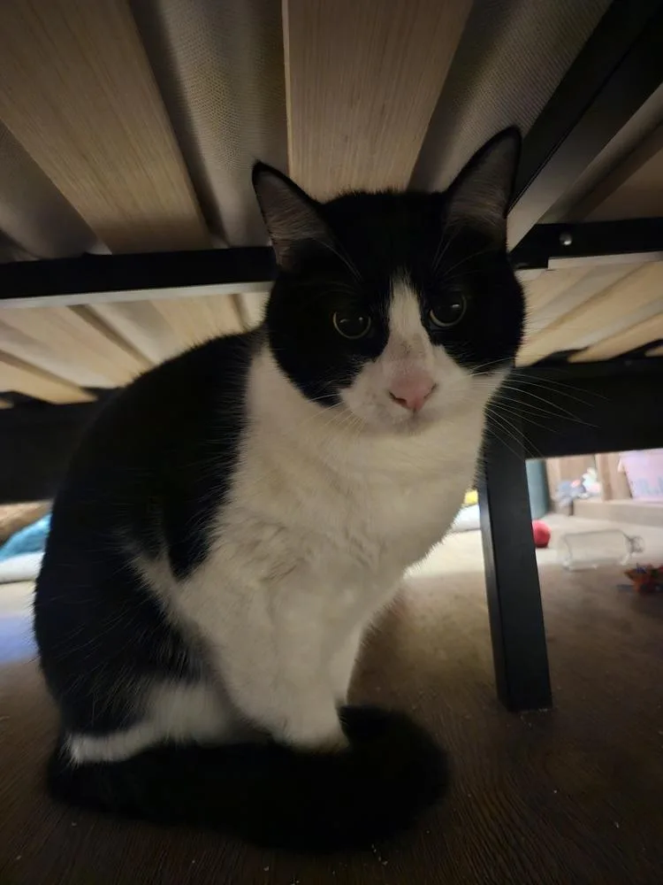 An adult medium-sized male Black & White / Tuxedo Domestic Short Hair cat named Tux for adoption in San Leon, TX