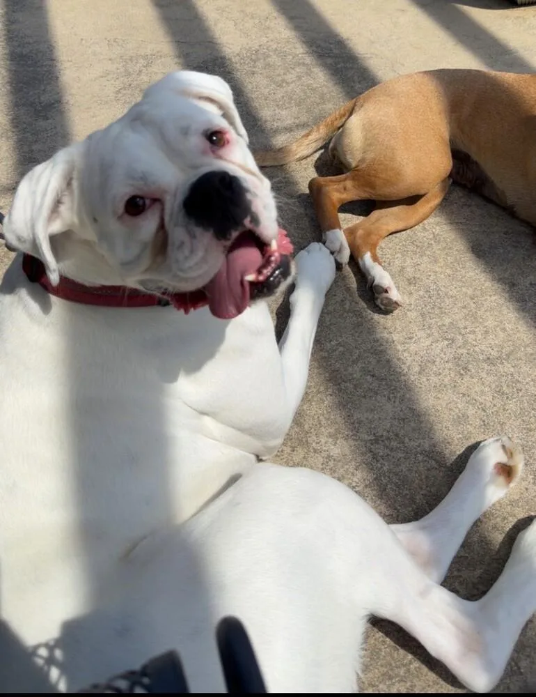 A young medium-sized male White / Cream Boxer dog named Yeti for adoption in Hewitt, TX