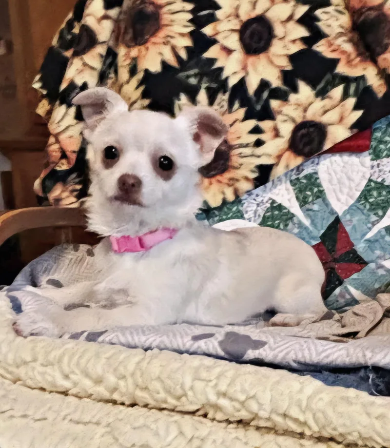 Opal  Br thumbnail 2