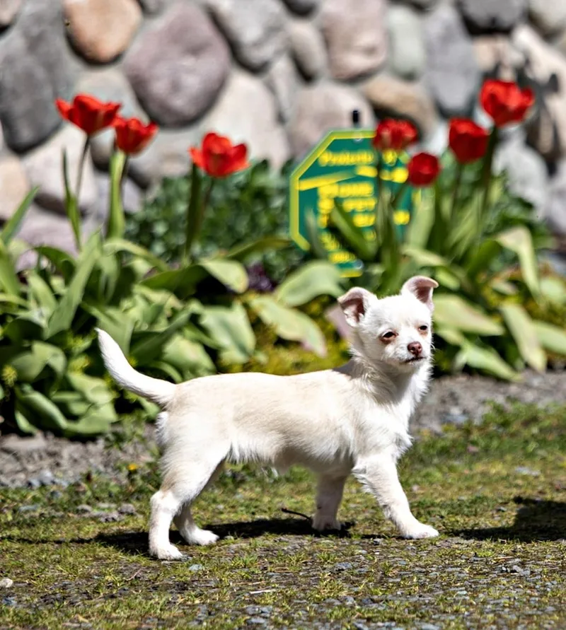 Opal  Br thumbnail 3