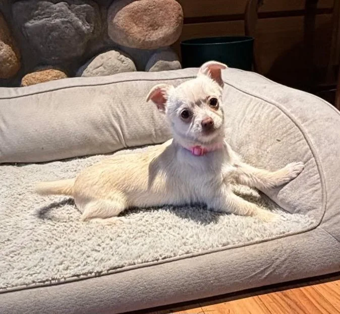 Opal  Br thumbnail 4