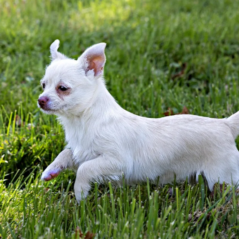 Opal  Br thumbnail 5