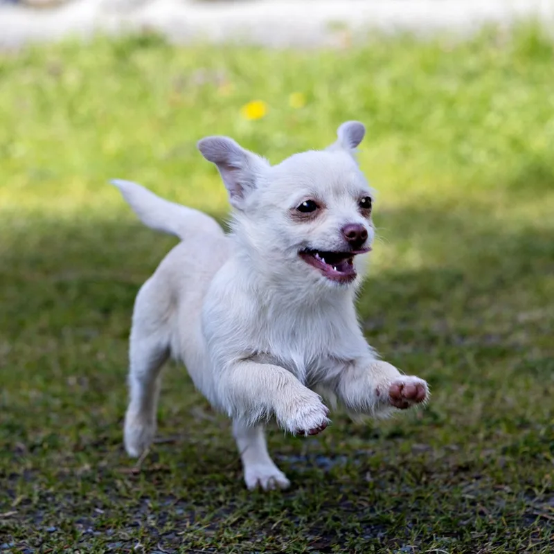 Opal  Br thumbnail 6