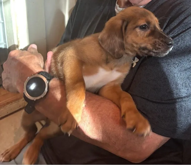 A baby medium-sized female Red / Chestnut / Orange Catahoula Leopard Dog dog named Loretta for adoption in Piney Flats, TN