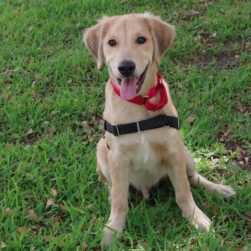A baby medium-sized male Golden Golden Retriever dog named Puppy Murphy for adoption in Miami, FL