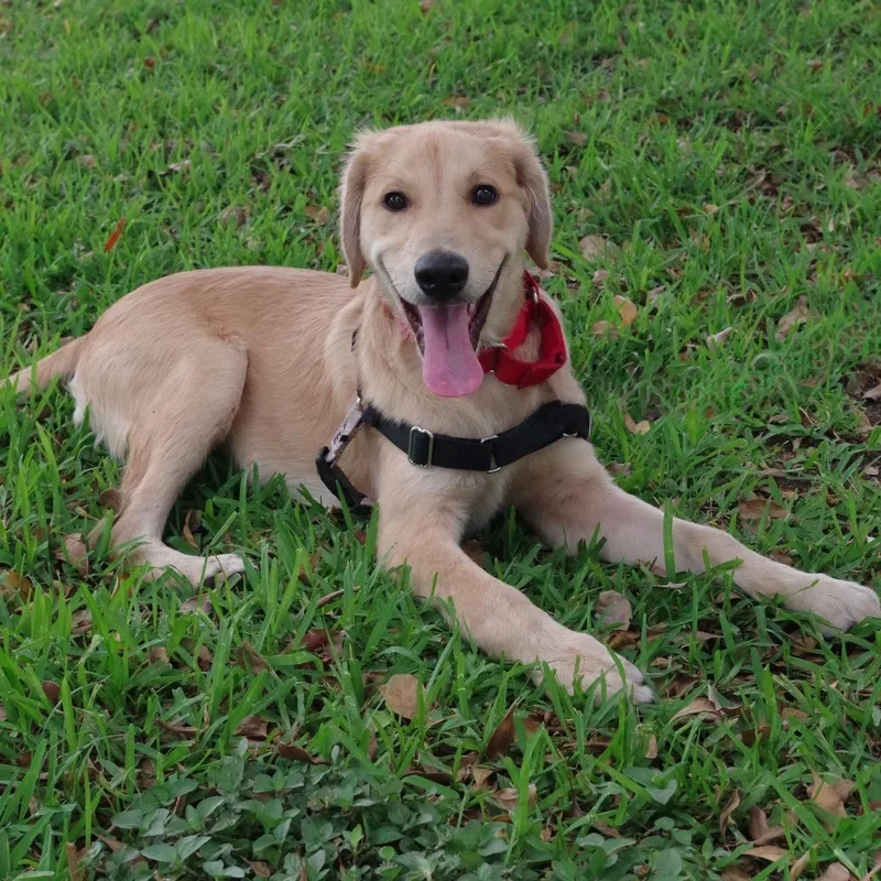 Puppy Murphy thumbnail 2