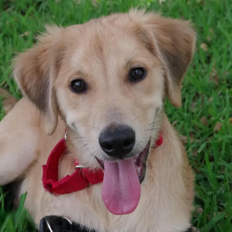 Puppy Murphy thumbnail 3