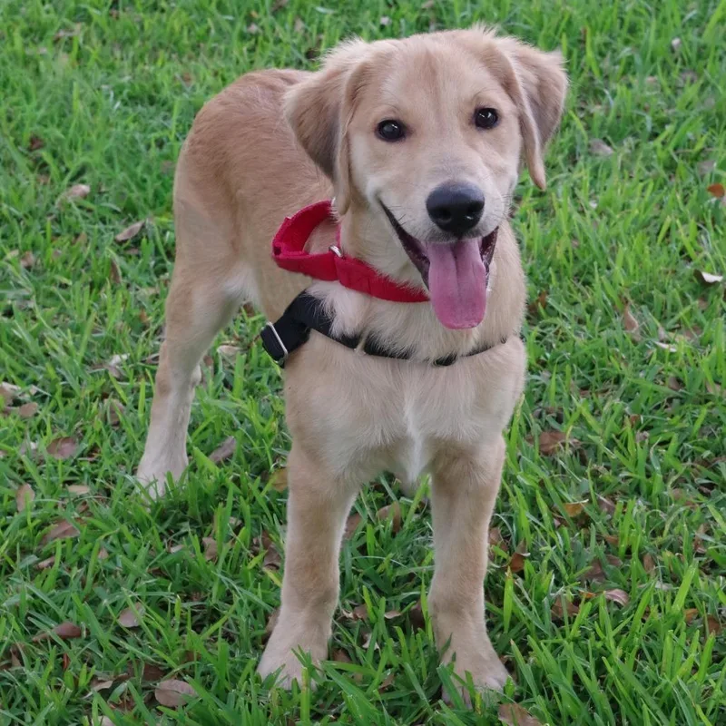 Puppy Murphy thumbnail 4