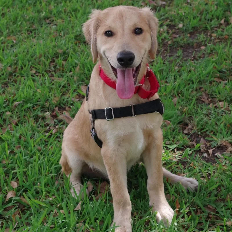 Puppy Murphy thumbnail 5