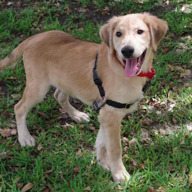 Puppy Murphy thumbnail 6