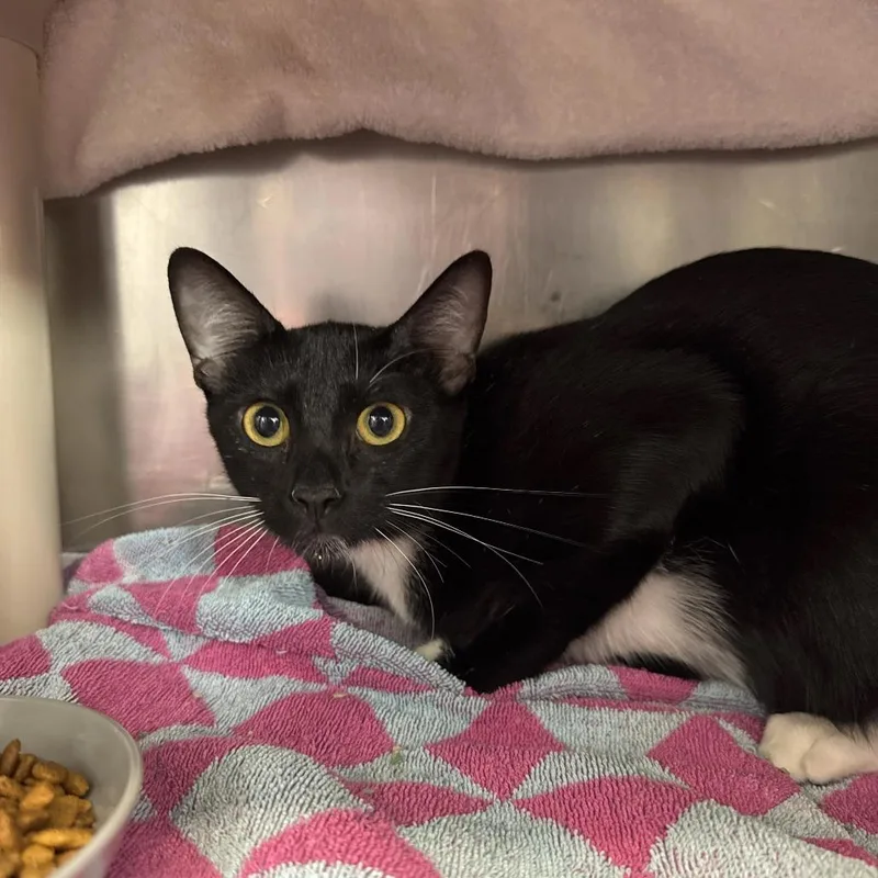 A young medium-sized female Black Domestic Short Hair cat named Reluctant Comedian for adoption in Austin, TX
