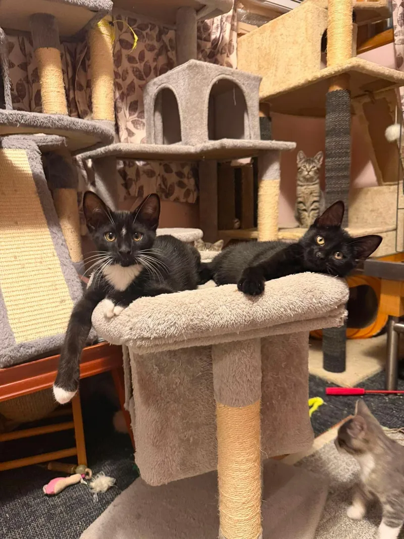 A baby small-sized male Black & White / Tuxedo Domestic Short Hair cat named Margarita for adoption in East Lansing, MI