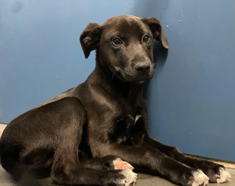 A baby medium-sized male Mixed Breed dog named Blackberry for adoption in Henderson, NC