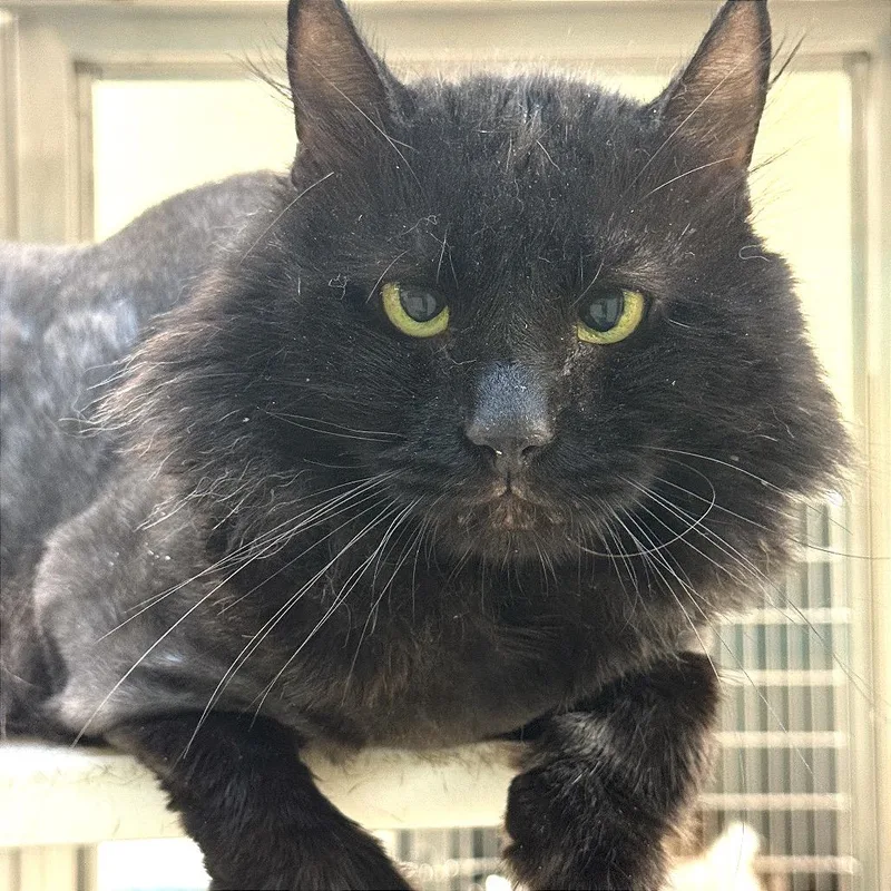 An adult large-sized male Black Domestic Medium Hair cat named "Reginald" for adoption in Perkiomenville, PA