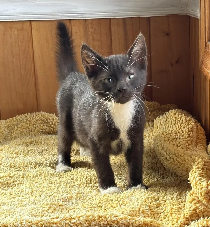 A young medium-sized male Brown / Chocolate Domestic Short Hair cat named Cappuccino for adoption in Raymond, WA