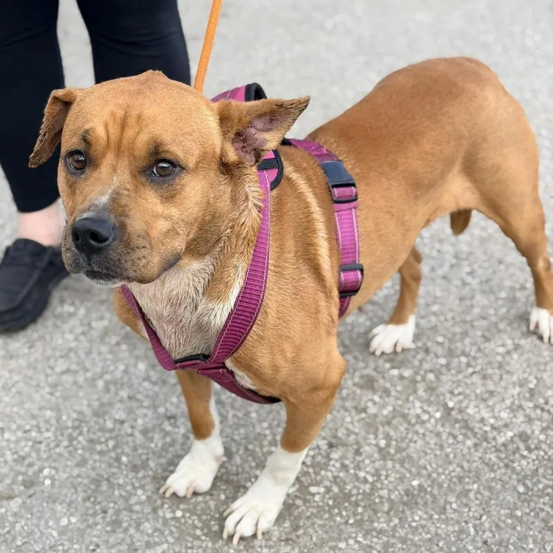 An adult medium-sized female Brown / Chocolate Mixed Breed dog named Ashley for adoption in Huntington, WV
