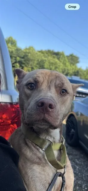 A young large-sized male American Staffordshire Terrier dog named Ace for adoption in Lincolnton, NC