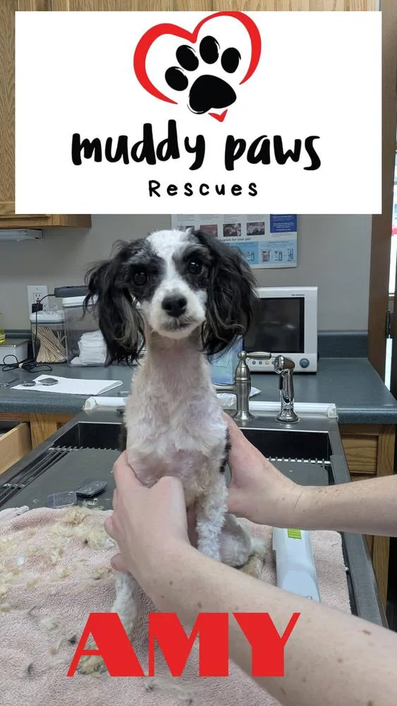 A young small-sized female Tricolor (Brown, Black, & White) Poodle dog named Amy for adoption in Council Bluffs, IA