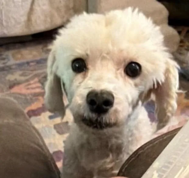 A senior small-sized female White / Cream Poodle dog named Roxy for adoption in Santa Rosa, CA